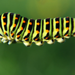 Otakárek fenyklový - Papilio machaon