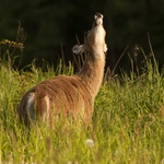 Jak se chytá vítr...