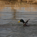 a pomalu na hladinu...