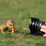 za mrkvičku fotečku