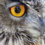 bubo bubo