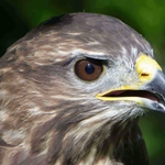 buteo buteo