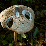 "E.T.´ve called Home!"