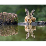 Když je žízeň ...