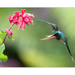 Kolibřík šedobřichý