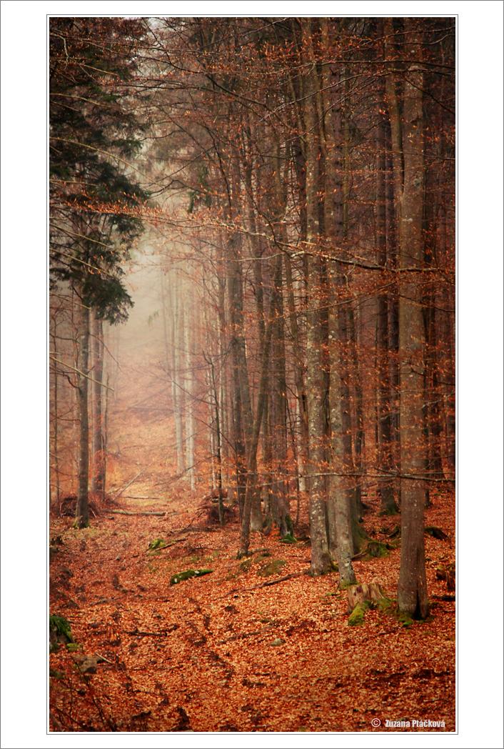 Šumava
