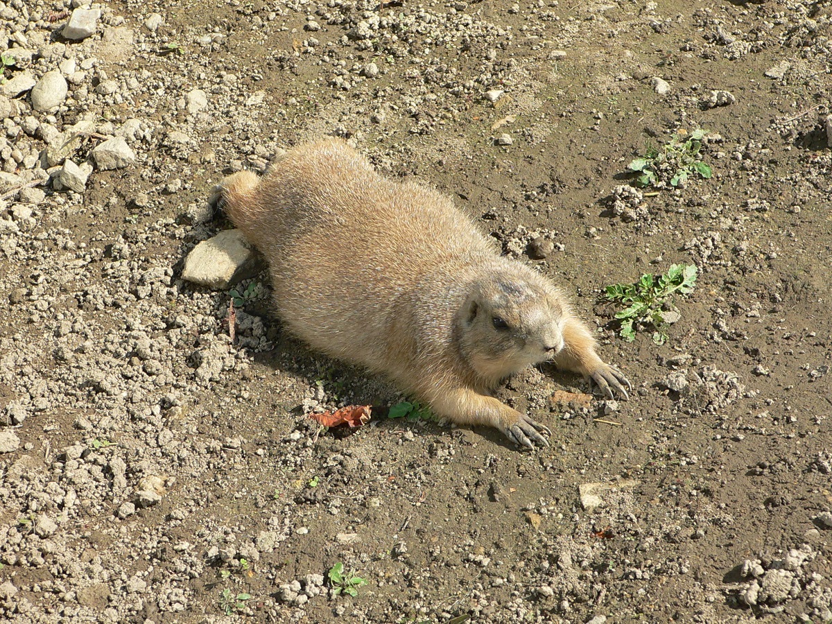 Opalovačka