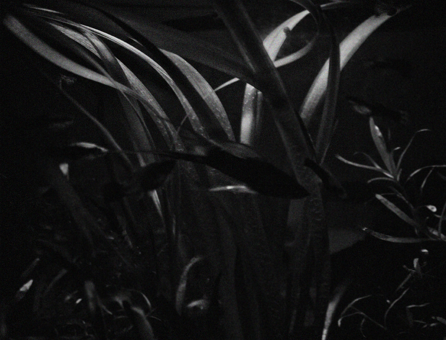 Jako ryba ve vodě...