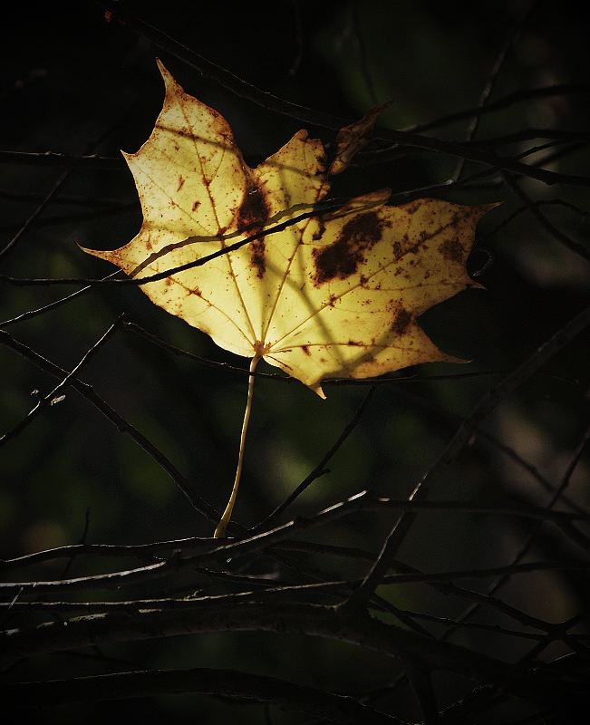 S láskou Tobě, Podzime...