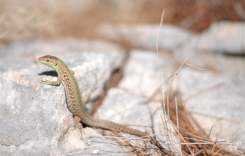 Podarcis muralis