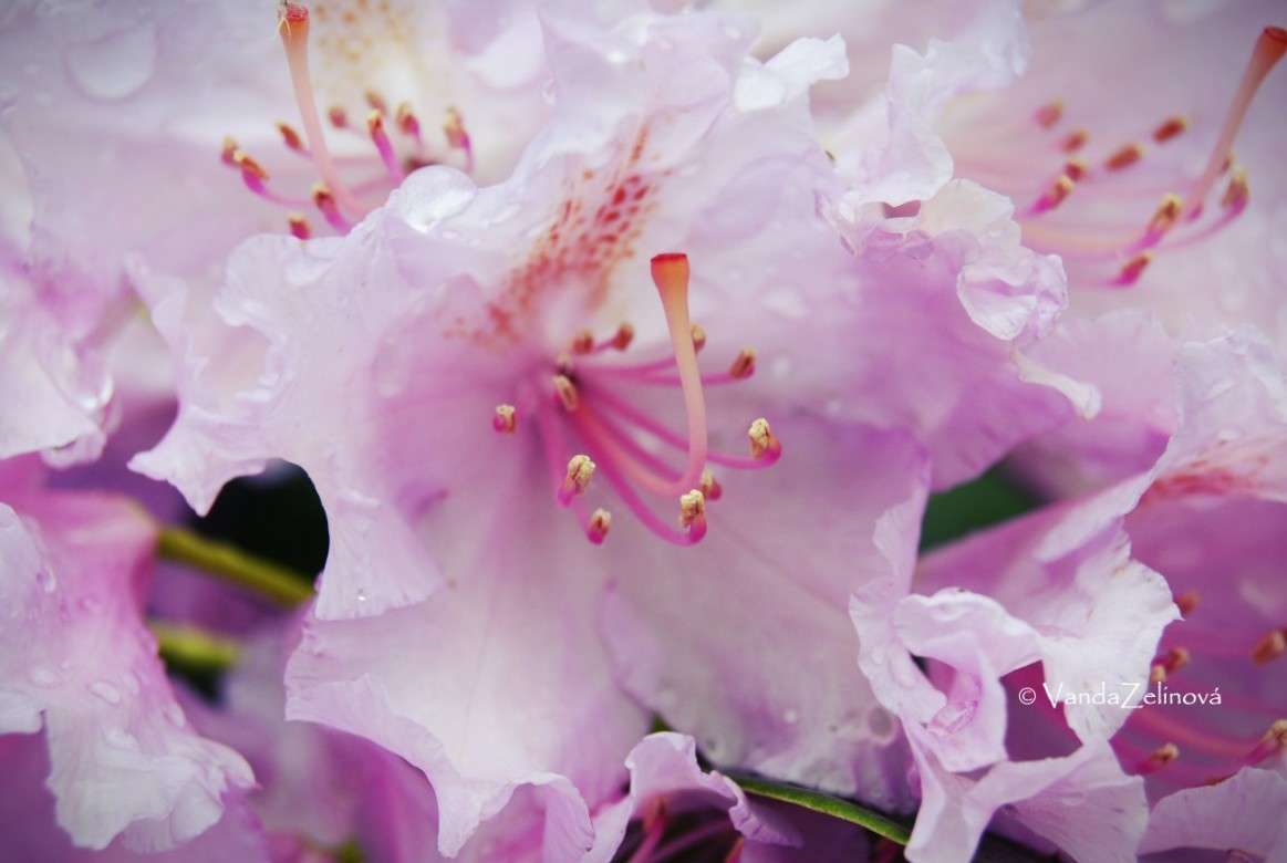 Rododendron
