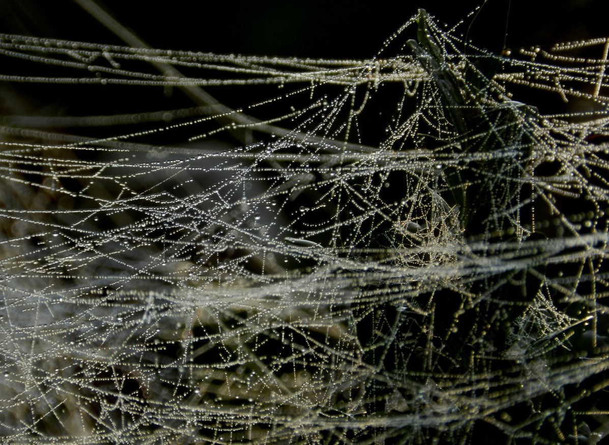 cobweb of pearls