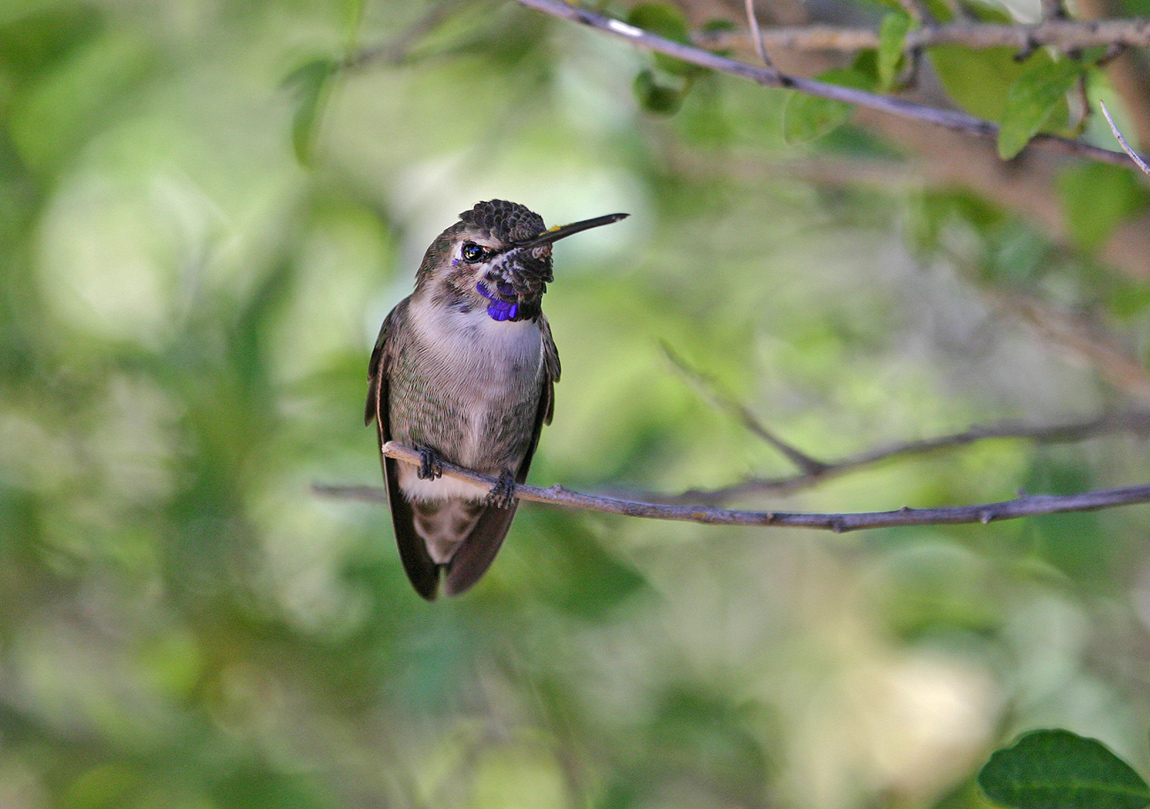 Hummingbird