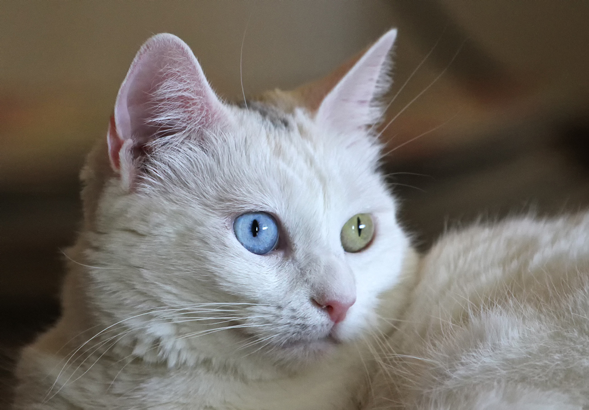 Sněhová vločka‎