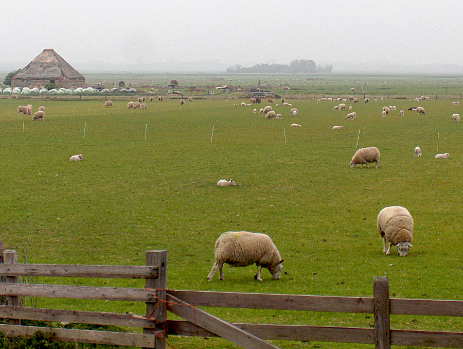 Texel - plane zeleny