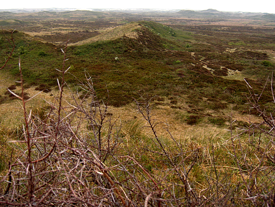 Texel - cesta trnita