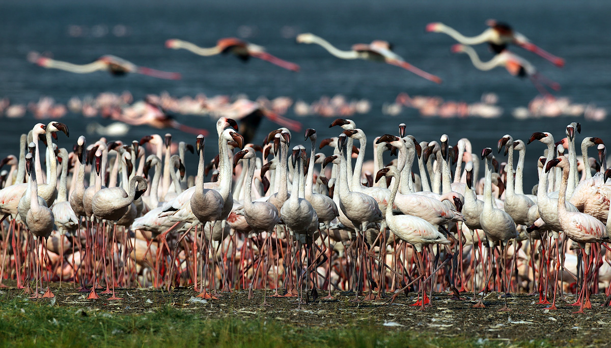 Vojenská přehlídka