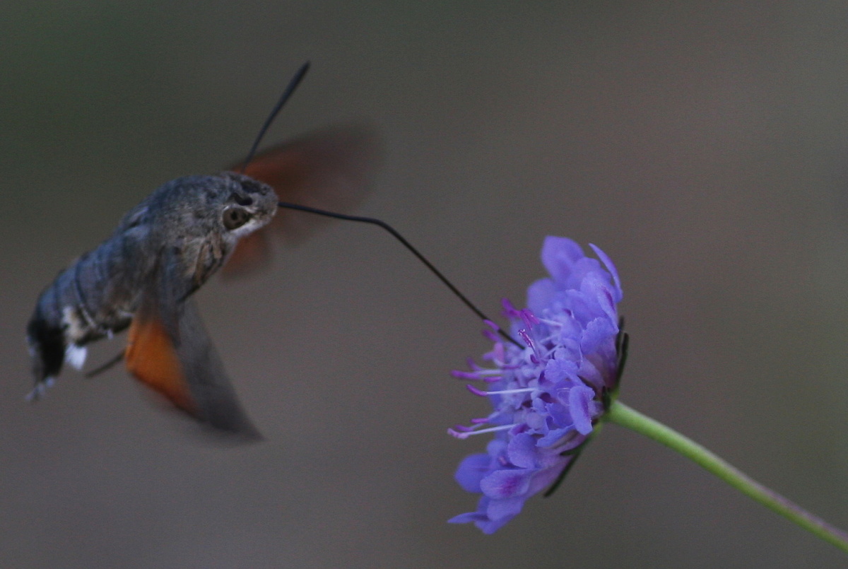 Dlouhozobka svízelová
