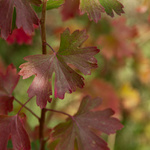 Hra podzimních barev