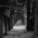 Tichou procházou...