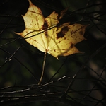 S láskou Tobě, Podzime...