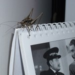 Cože? Kůň na střeše?