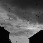 ... jen černé krááá