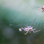 Morituri te salutant