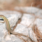 Podarcis muralis