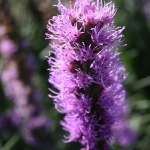 kytka .)
