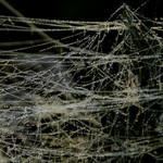cobweb of pearls