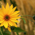 Adéla už je po večeři