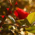 I růže trny má ...