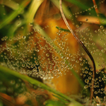 Pozor !  ... zákruta