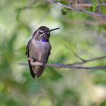 Hummingbird