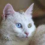 Sněhová vločka‎