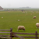 Texel - plane zeleny