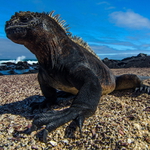 Leguán mořský