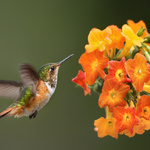 Kolibřík jiskřivý