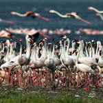 Vojenská přehlídka