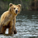 Takový malý Méďa