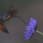 Dlouhozobka svízelová