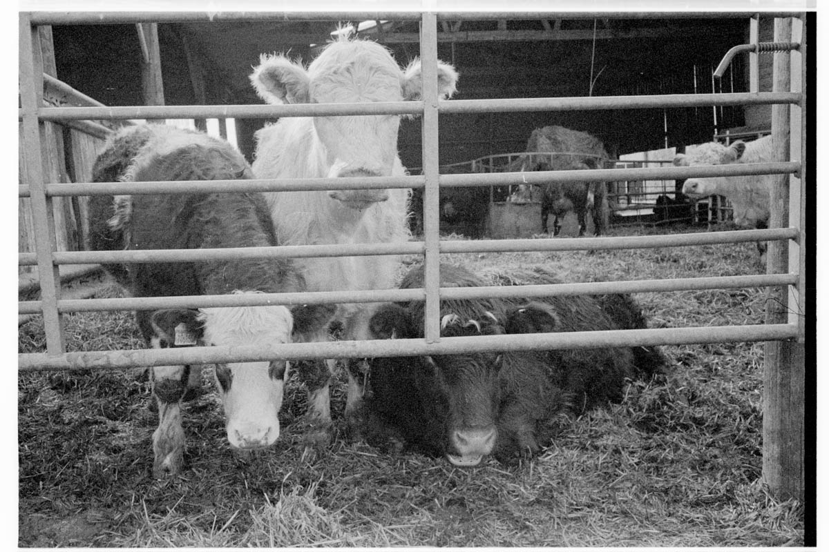 meat factory