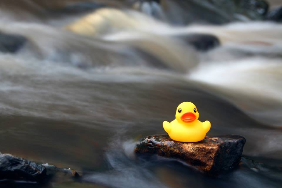 The Duck