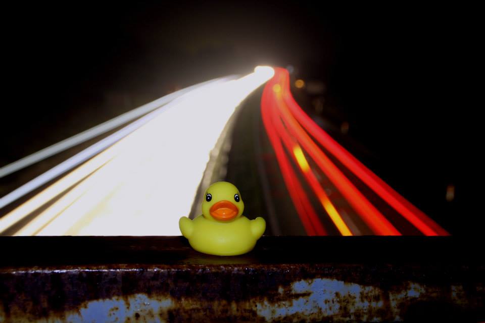 The Duck