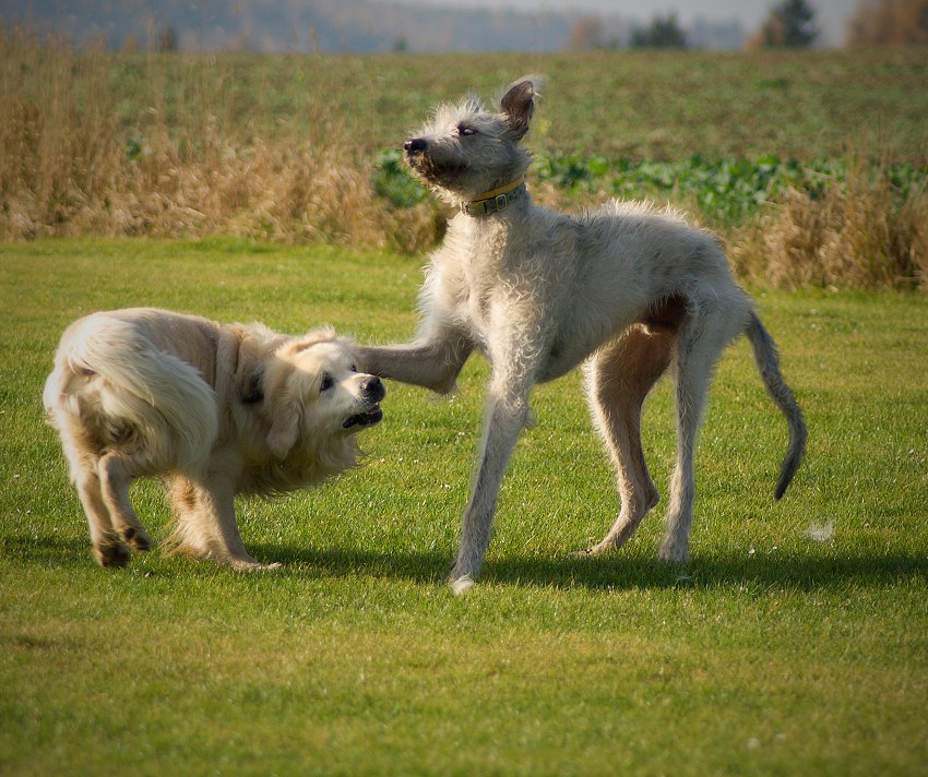 Hele, uklidni se, jo?