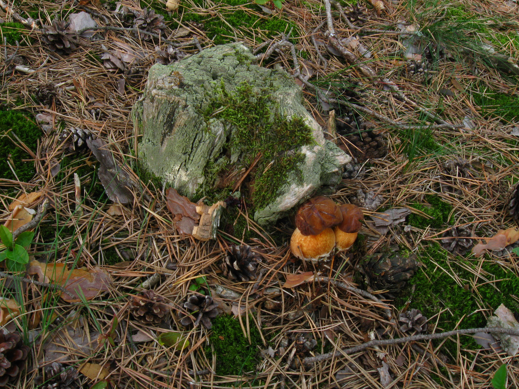 Tohtoročná hubačka