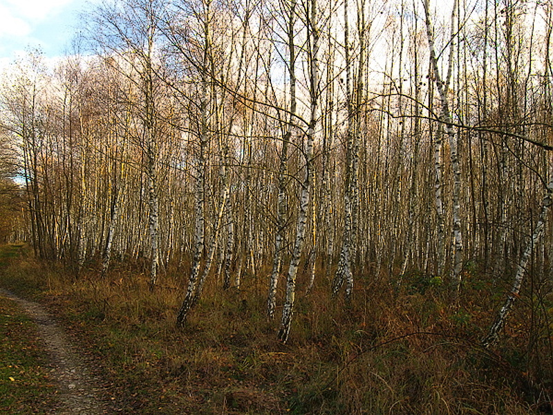 jesenní brezový háj