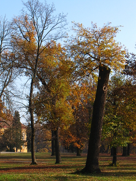 park 1