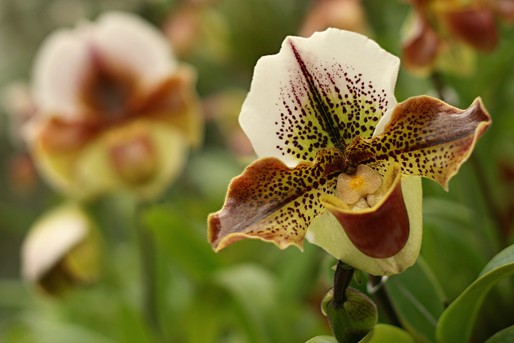 .. od ucha k uchu ..